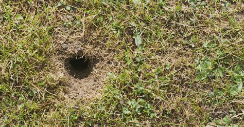 7 Signs You Have Voles In Your Yard Tee Time Lawn Care