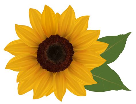 Sunflower Png Image Purepng Free Transparent Cc0 Png Image Library