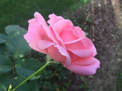 Side View Of A Blooming Pink Rose Photo Taken 09272017 Rose