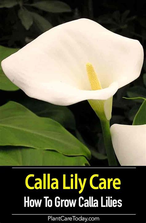 Growing Calla Lilies Tips On Calla Lily Plant Care How To Lily