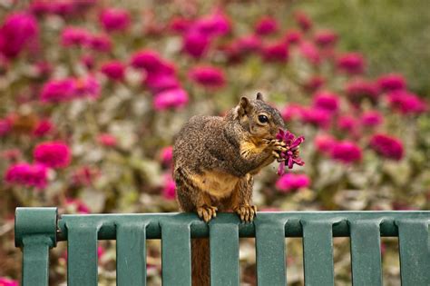 Squirrel Eating Flowers By Aquavixie On Deviantart