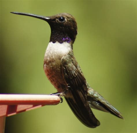 Butlers Birds Black Chinned Hummingbird