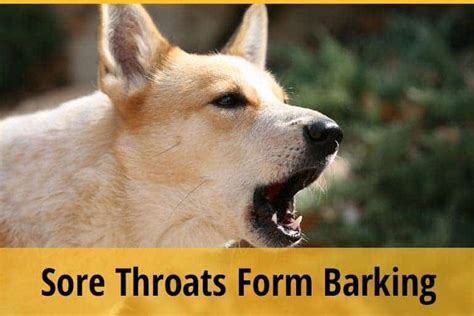 Do Dogs Get Sore Throats From Barking Zooawesome