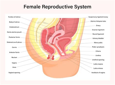 Free Vector Information Poster Of Female Reproductive System