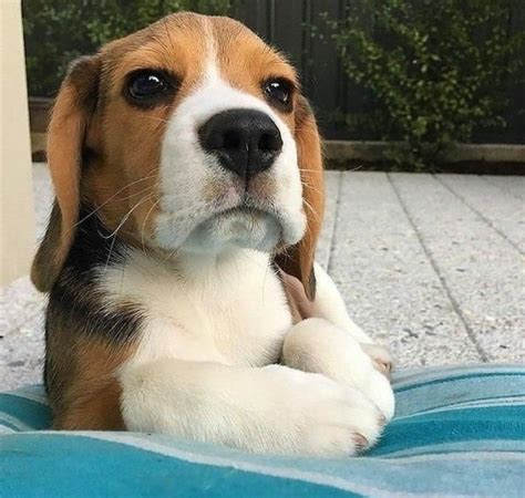 14 Funny Beagles Who Will Make You Smile Petpress Love My Dog Cute