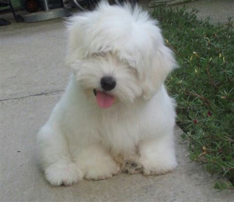 Coton De Tulear Haircut What Hairstyle Should I Get