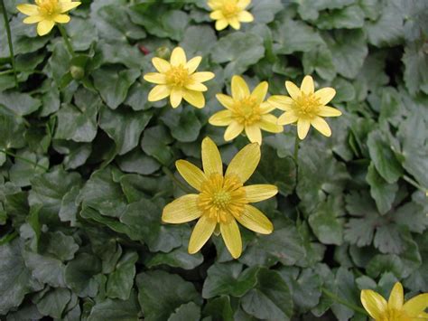 Paddlers Hikers And Gardeners Report Showy Yellow Flowers Of Invasive