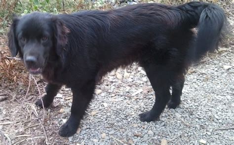 Black Long Haired Dog Breeds Bing Images
