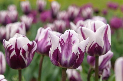 Tulip How To Grow And Care For Tulip Plants