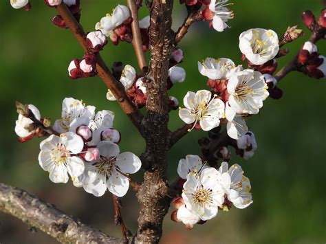 Gardening Late Blooming Apricot Tree Varieties Suited For Spokane