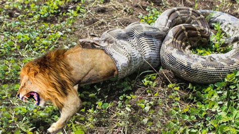 Lion In Distress When Challenged King Cobra And Anaconda Snake Vs Lion