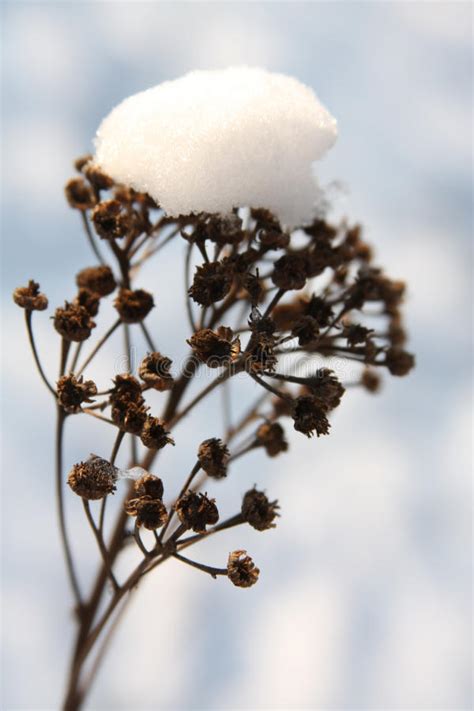 Snow Covered Dry Flower Stock Photo Image Of Straw White 11715540