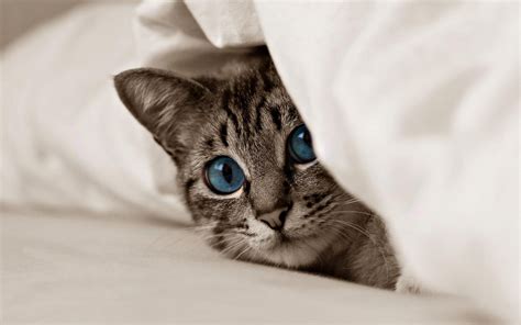 Peeking Cat Wallpapers Top Free Peeking Cat Backgrounds Wallpaperaccess