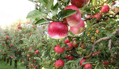 10 Best Orchards For Apple Picking In Texas Exploring The Garden State