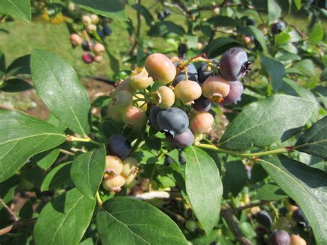 Blueberry Bush Care Tips For Healthy Plants