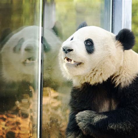 Giant Panda Meng Lan At Beijing Zoo In 2019 Panda Love Panda Bear