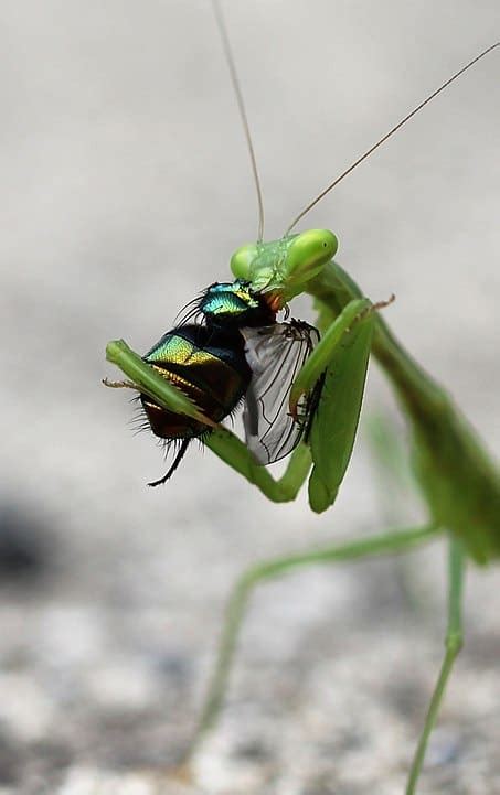 What Do Praying Mantis Eat A Complete Guide School Of Bugs