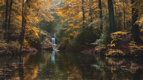 Download Wallpaper 1920x1080 River Forest Trees Landscape Autumn