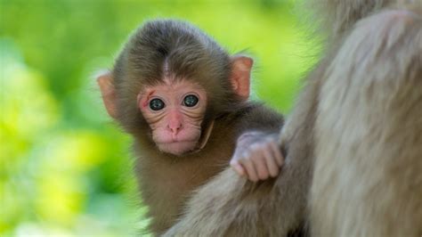 Baby Monkey Wallpapers 65 Background Pictures
