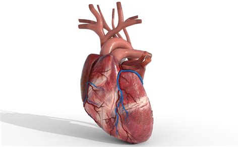 Human Heart Animated By Experienceplus 3docean