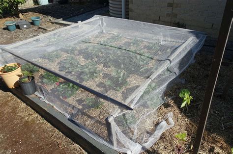 Insect Netting How To Buy The Best One Grow Food Guide