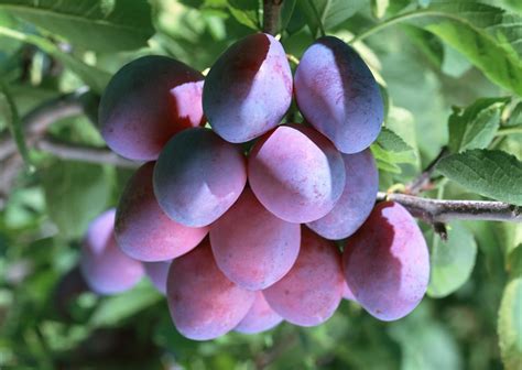 Growing Plums Tree In Containers How To Grow Plums In Pot