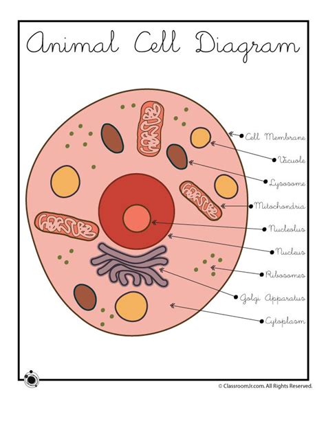 An Animal Cell Diagram With Labels On The Top And Bottom Labeled In