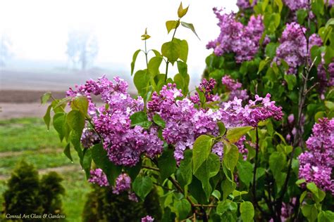 A Look At Our Lilac Season Plants Lilac Seasons