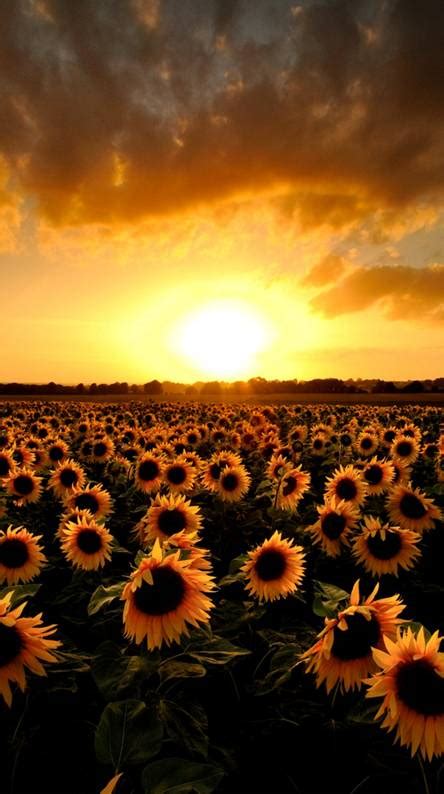 You can also upload and share your favorite sunflower backgrounds. Sunflower Wallpapers - Free by ZEDGE™