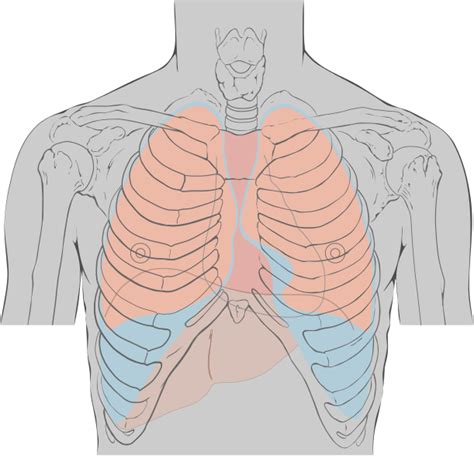 Anatomy Of The Thoracic Outlet And The Thoracic Outlet Syndrome