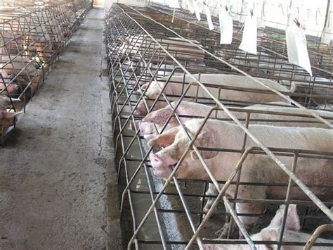 Intensive Farming Of Pigs Farm House