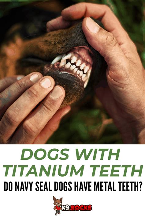 Do Police Dogs Have Titanium Teeth