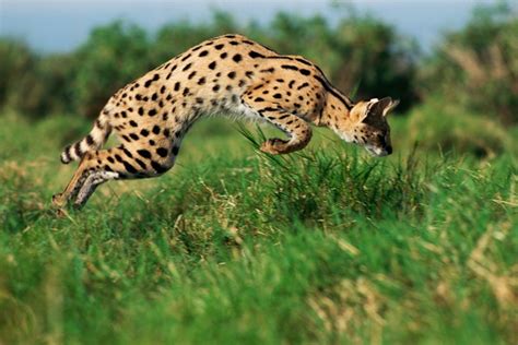 African Serval Jumping