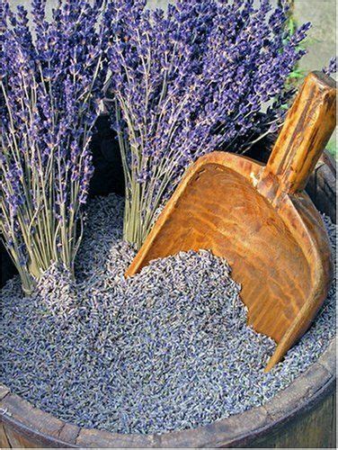 Best Of Lavender Flower Seeds 17