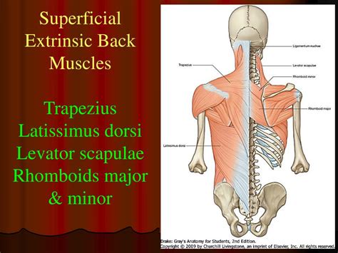 Ppt Muscles Of Back Powerpoint Presentation Free Download Id3144487