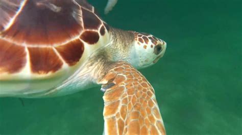 Sea Turtles Released Into The Gulf Of Mexico As Part Of Conservation