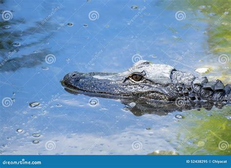 Alligator Swimming In A River 4 Stock Image Image Of Florida Wild
