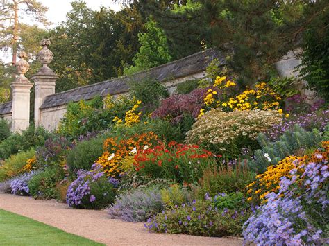 Thermopsis villosa carolina lupine herbaceous perennial. The Herbaceous Border in late summer | Perennial garden ...