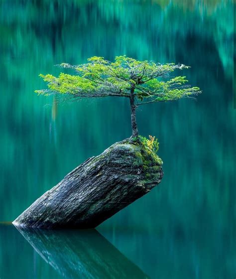 Pin By İlke Asangöncü On Nature Tree Photography Landscape