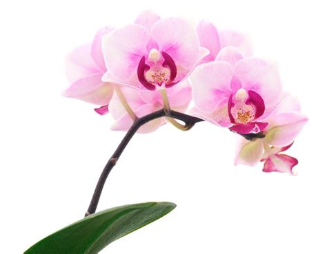 Premium Photo Beautiful Pink Orchid Flower On Stem