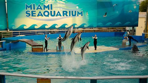 Miami Seaquarium In Miami Florida Expedia
