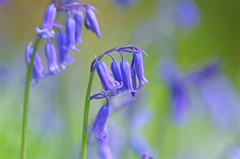 How To Plant And Grow English Bluebells Gardeners Path