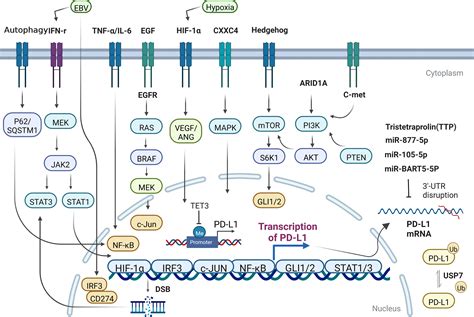 Frontiers Pd L1 Biological Mechanism Function And Immunotherapy In