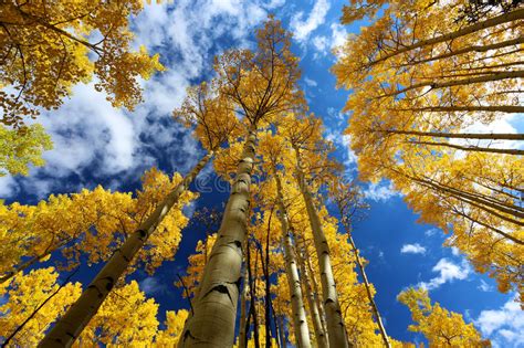 Autumn Canopy Of Brilliant Yellow Aspen Tree Leafs In Fall In The Rocky