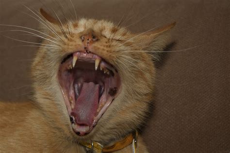 Screaming Cat Our Cat Yawning Photographed Just At The Ri Flickr