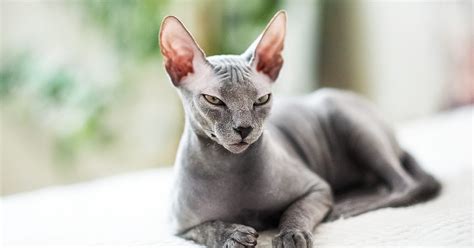 The Best Hypoallergenic Cat Breeds For People With Allergies