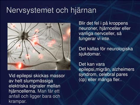 PPT Nervsystemet och hjärnan PowerPoint Presentation free download
