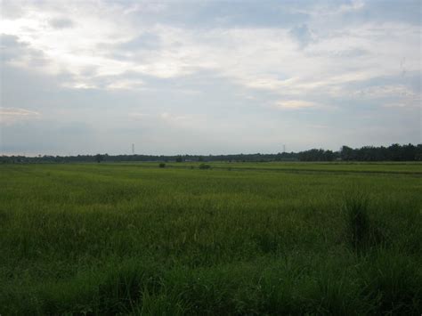 Tanah pamah di thailand, laos, myanmar, india dan bangladesh dilitupi oleh. Dataran Padi di Sg Manik