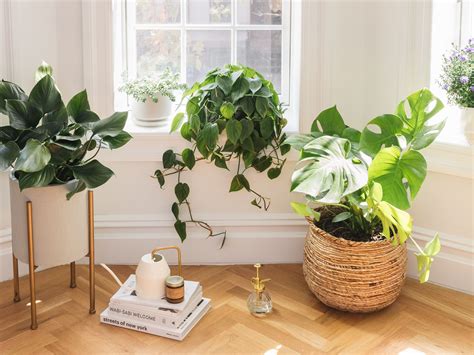 Indoor Plants For South Facing Window