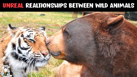 5 Most Unlikely Wild Animal Relationships Youtube